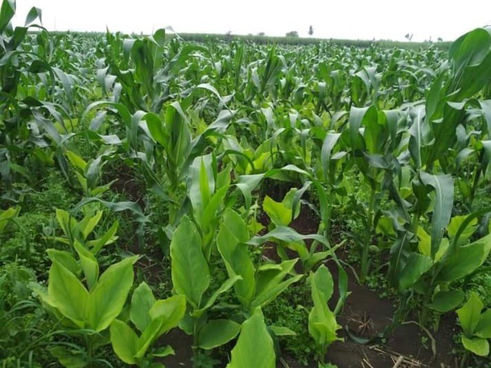 Turmeric field