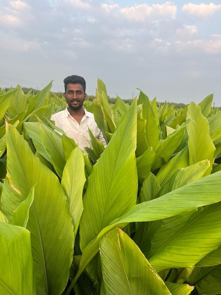 Lush crops