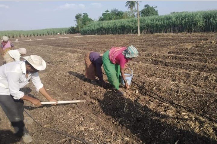 Organic Cultivation