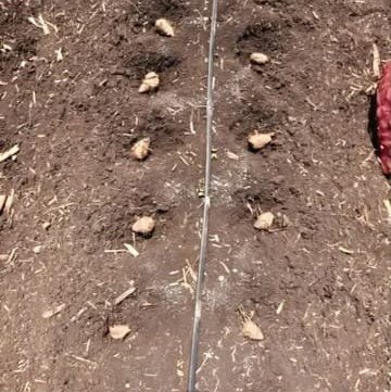 Drip irrigation